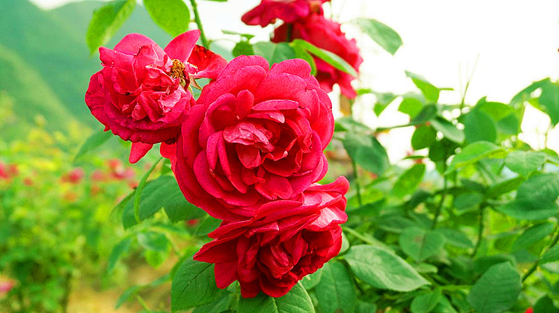玫瑰花怎么养可以越养越好,玫瑰花怎么养才能长得快又茂盛
