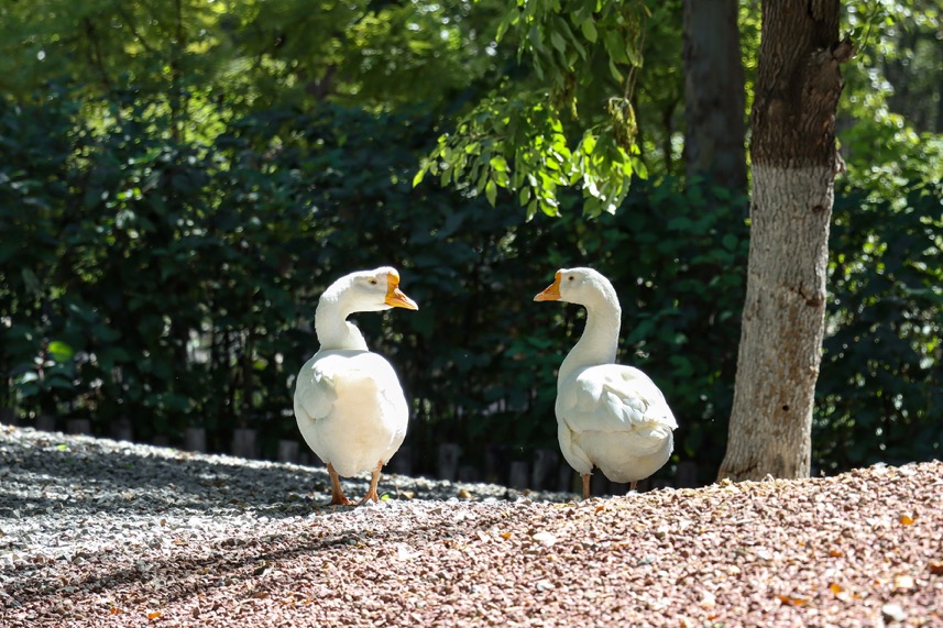 3250万像素仅售7649元，佳能新出的90D单反究竟有多香？