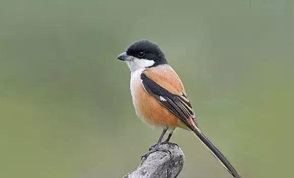 伯劳鸟饲养,没睁眼的伯劳怎样饲养