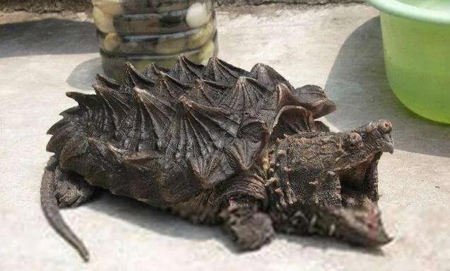 新手最适合养的20以下的龟,最容易养的十大龟怎么养