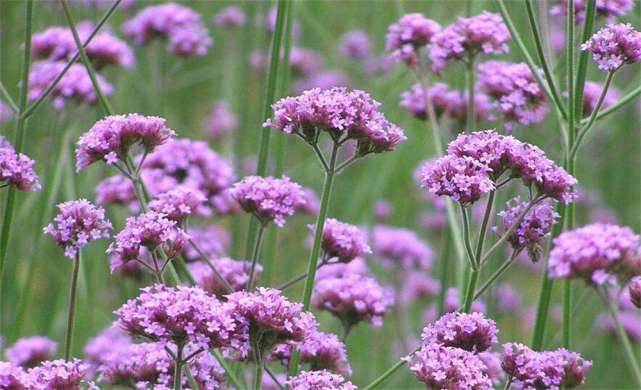 十二属相对应的植物,十二生肖中最罕见的植物