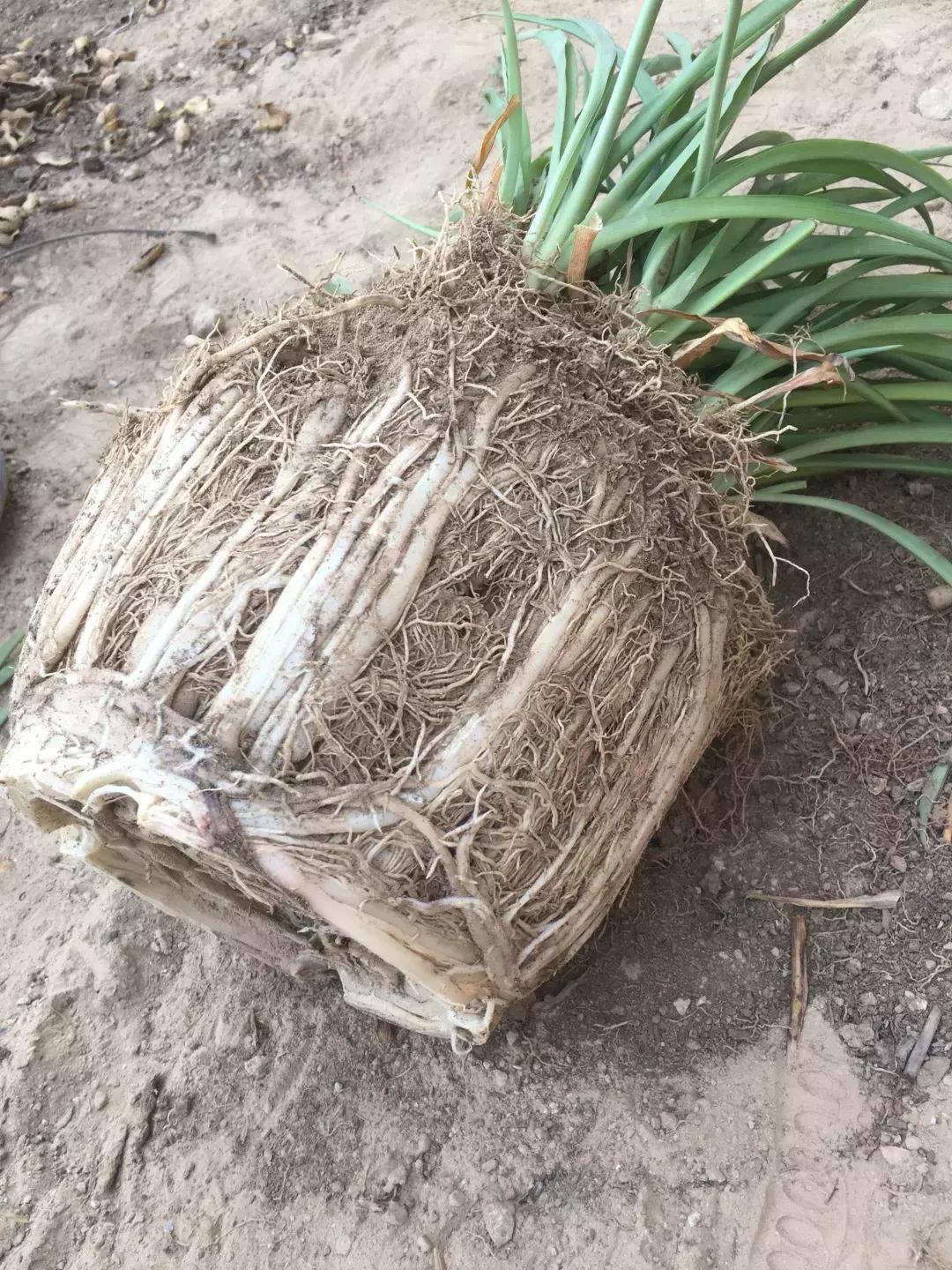 吊兰绿萝怎么换土,绿萝和吊兰用什么土壤