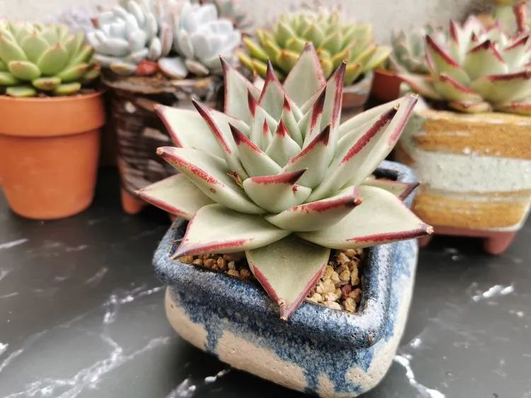 我和多肉,我与多肉