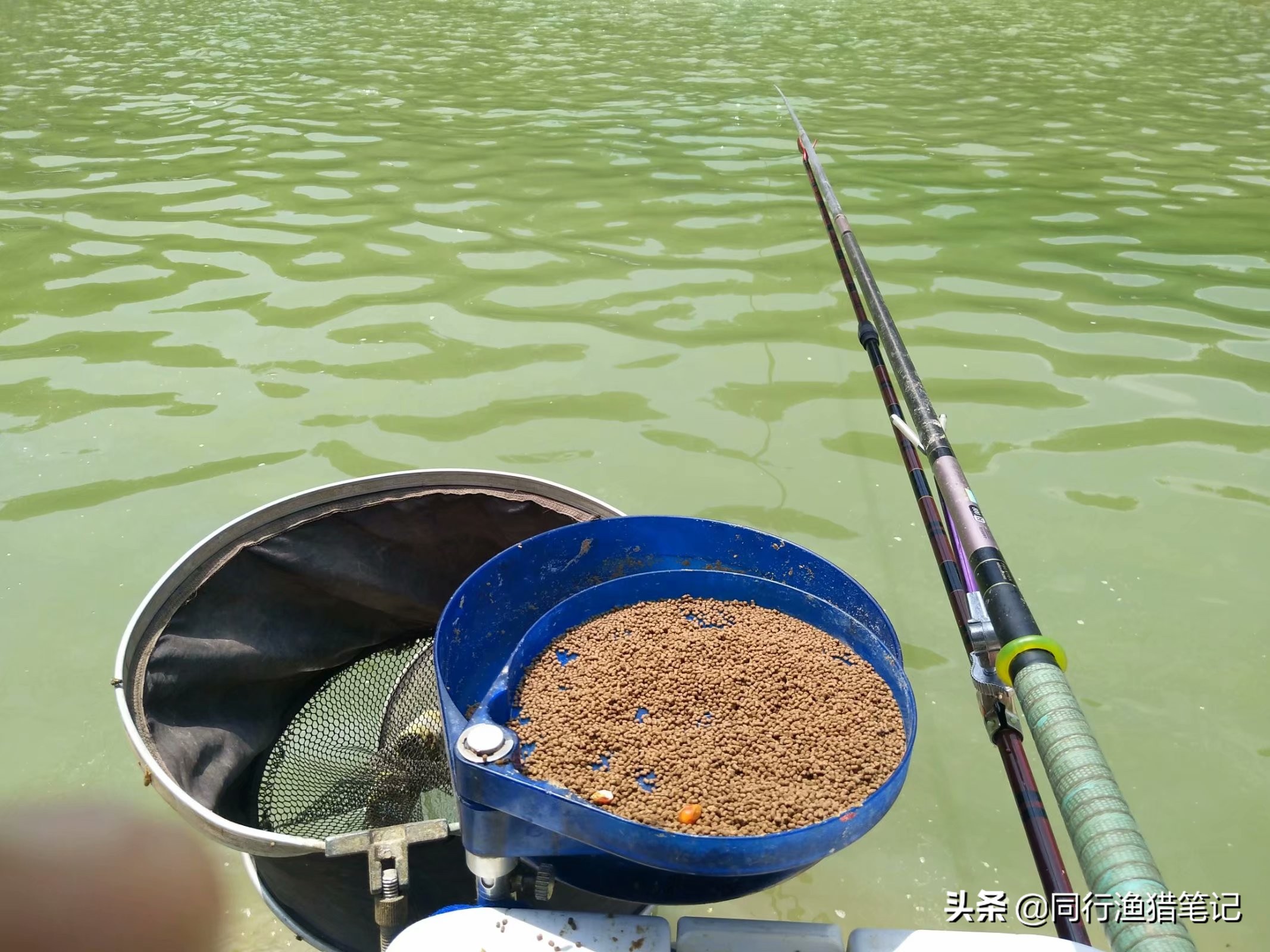 黑坑鱼饵最佳配方,黑坑皮筋颗粒钓滑口鲤鱼