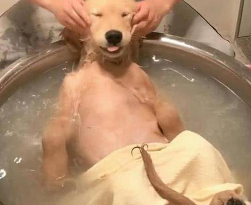 金毛很调皮教不听怎么办,金毛让主人生气