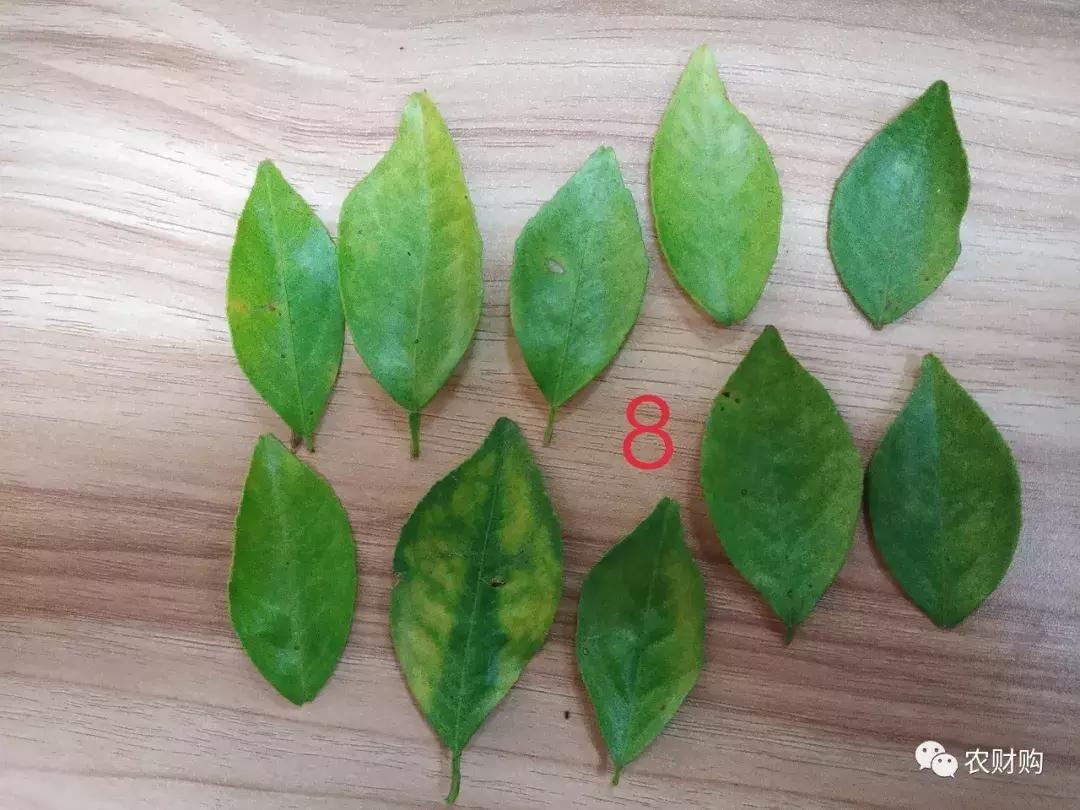 黄龙病检验阳性什么意思,黄龙病检测