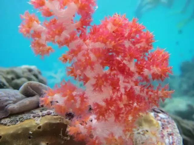 帕劳旅游攻略自由行路线推荐,帕劳旅游攻略全过程