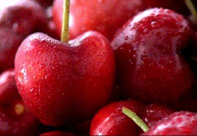 西安樱桃采摘最佳时间,西安樱桃哪里可以摘