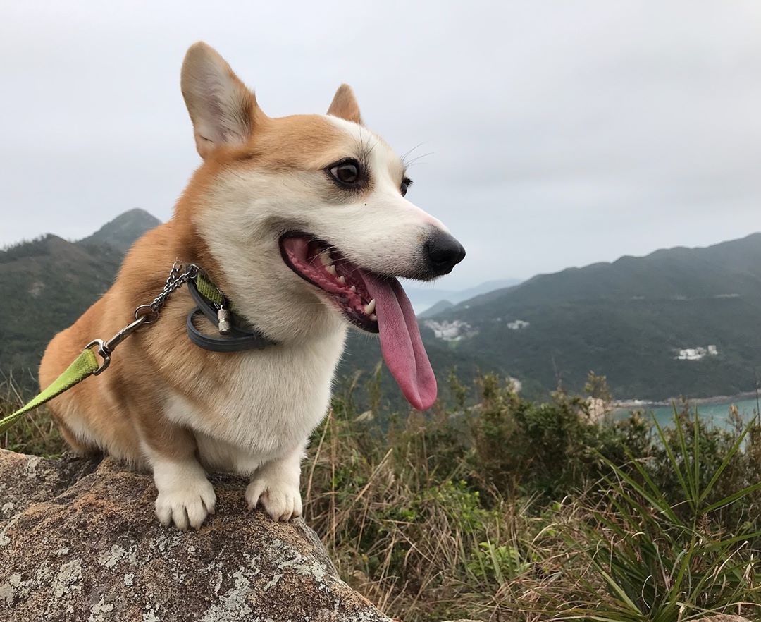 小短腿柯基走路的样子,短腿柯基王主人