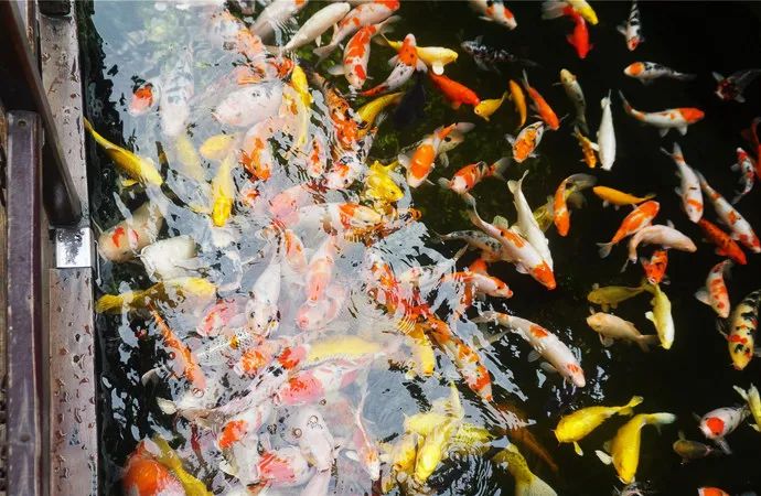 去苏州旅游的一连串旅游攻略,去苏州旅游攻略必备清单大全