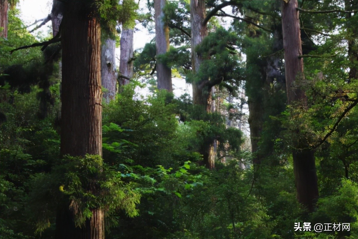 杉木的优缺点是什么,柳杉木是什么样的