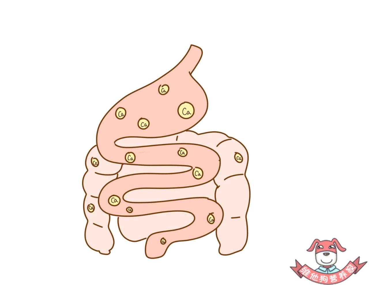 如何补钙最高效？这样挑选和服用钙片能让你事半功倍