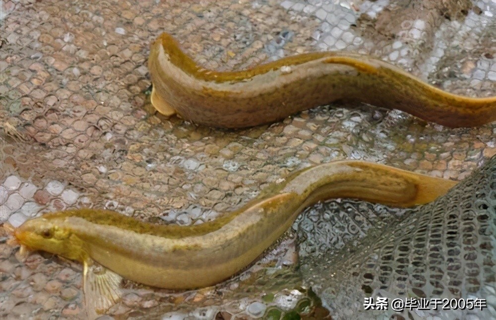 大连近海常见鱼类图鉴,大连哪里可以垂钓淡水鱼