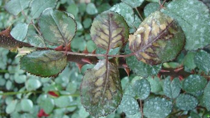 月季霜霉病和灰霉病的区别,月季灰霉病最快治愈方法