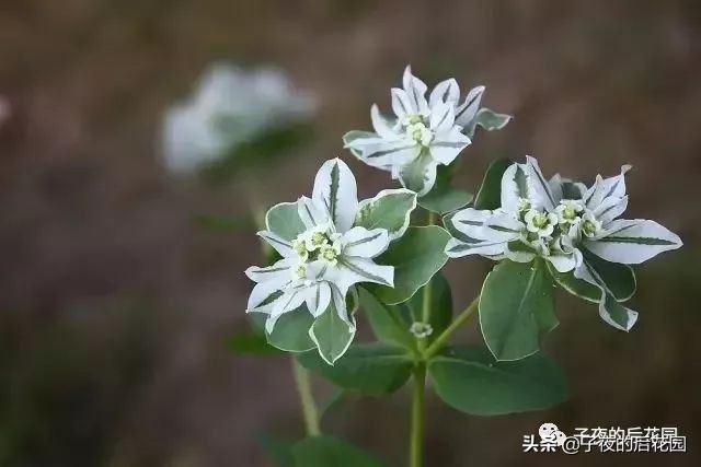 花店常用的配花配草有哪些方法,常见配花配草