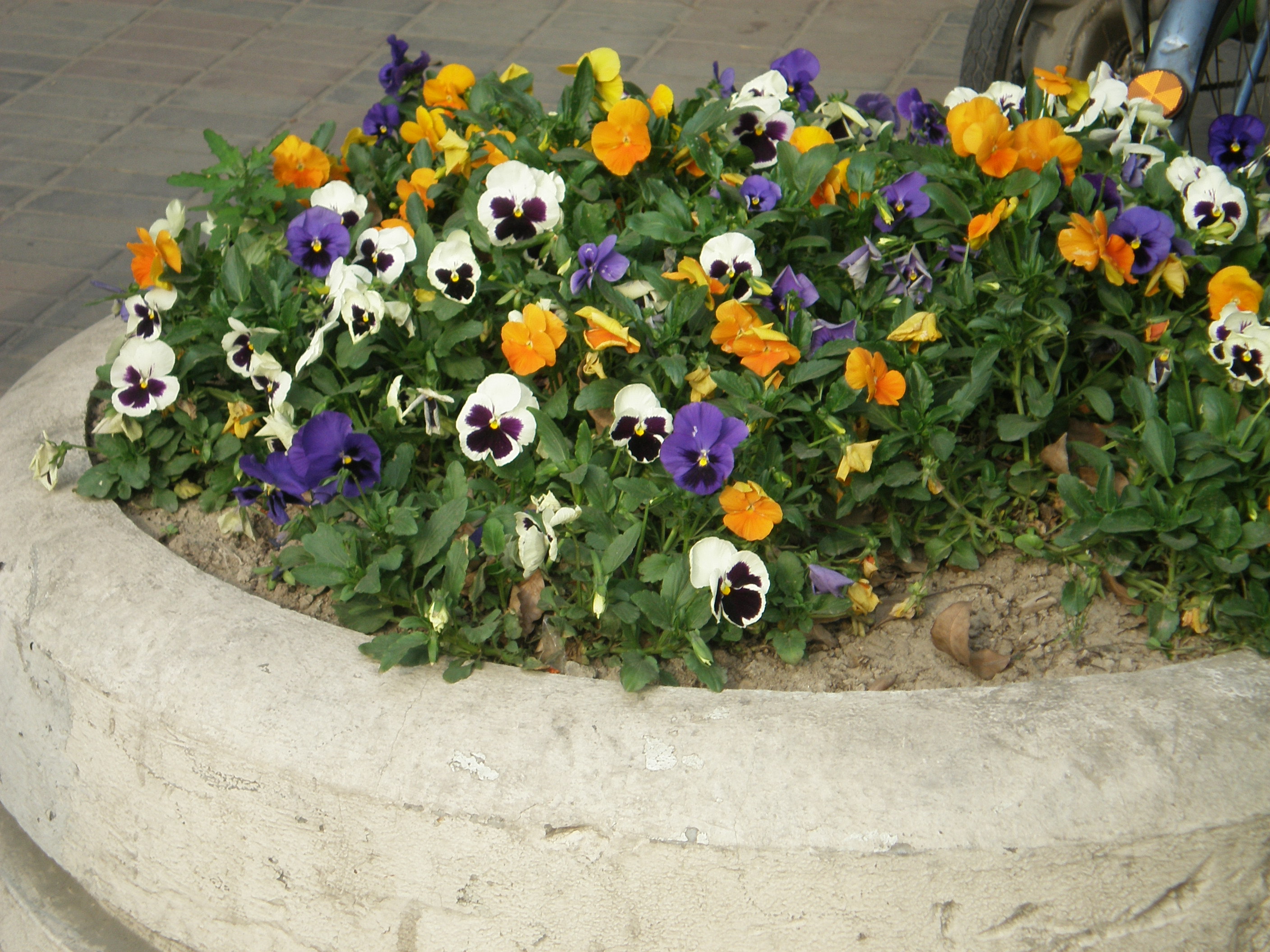 电视连续剧三十而已钟晓芹,电视剧三十而已钟晓芹照片