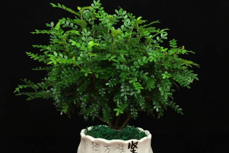 此树自带“香气”,叶子捣成泥是天然面膜,名气不佳1棵仅卖10元