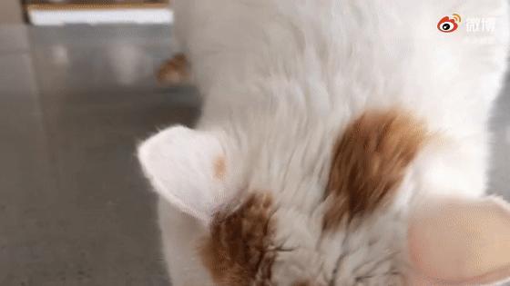 全网最委屈的猫主子,全网最委屈的小奶猫