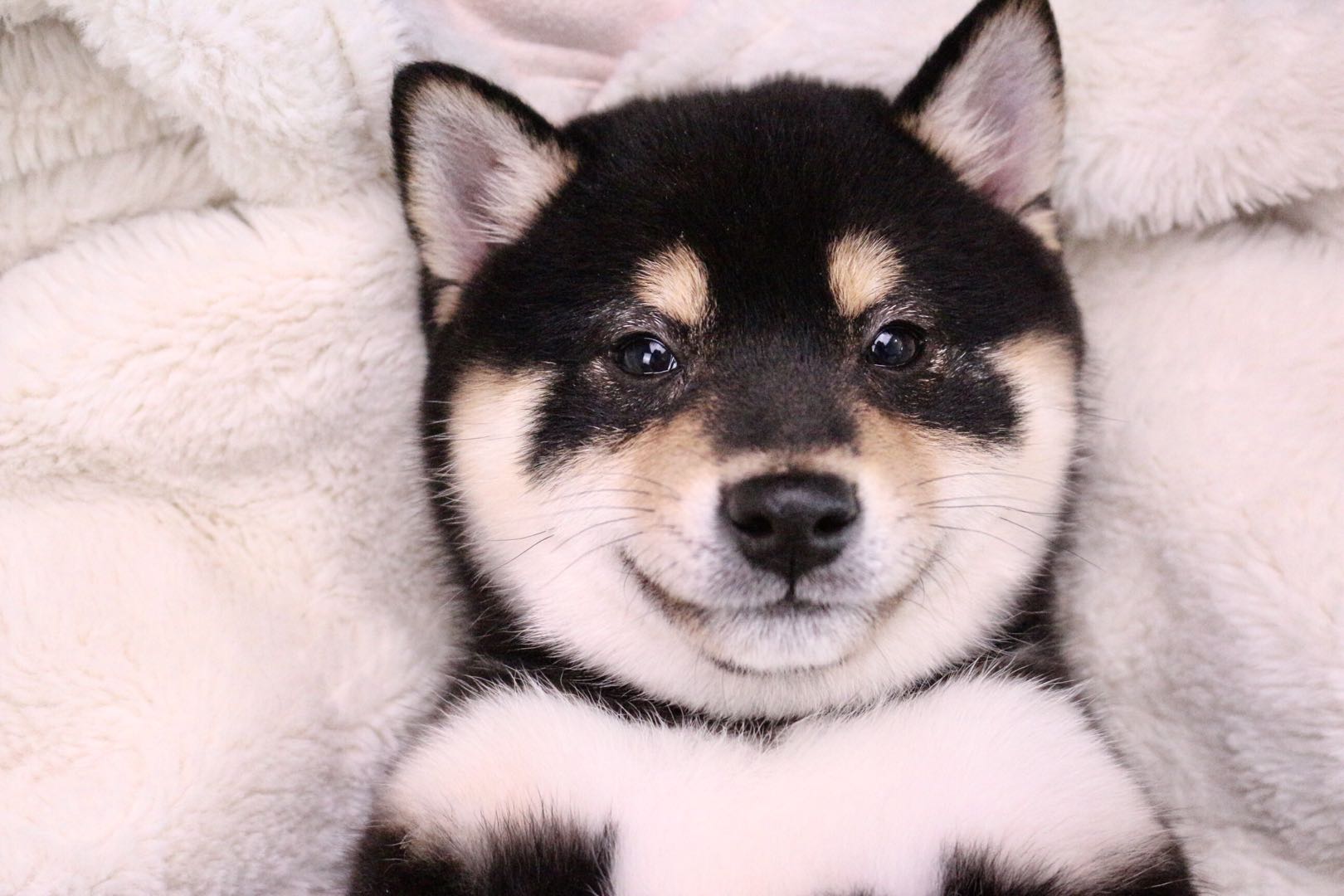 秋田跟柴犬的区别,柴犬和秋田的区别在哪