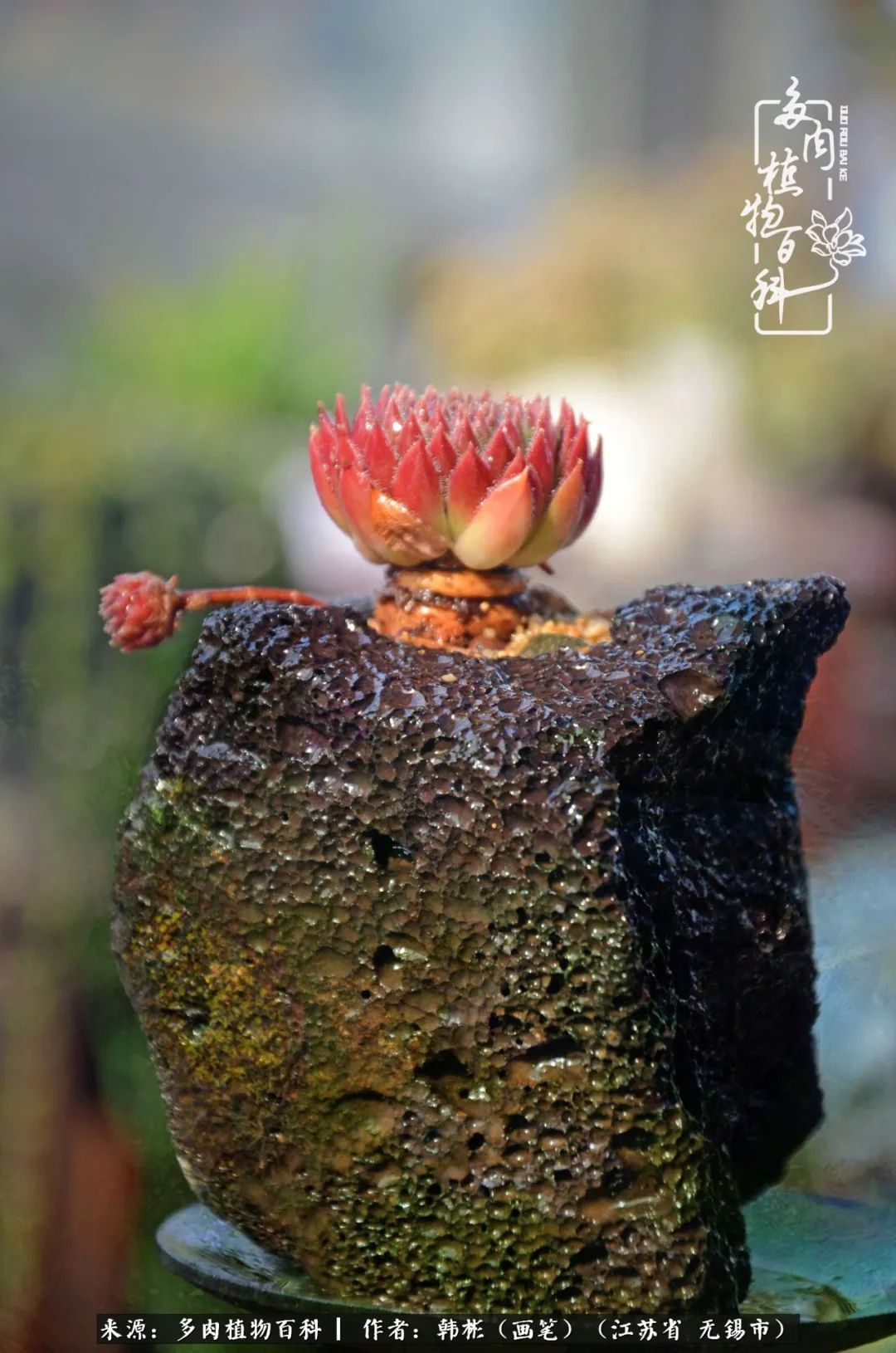 听音乐赏多肉,听音乐赏花赏美景