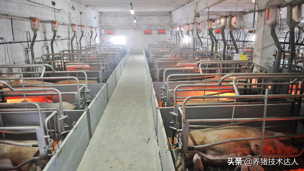 猪热应激的防治方法,猪热应激怎么办