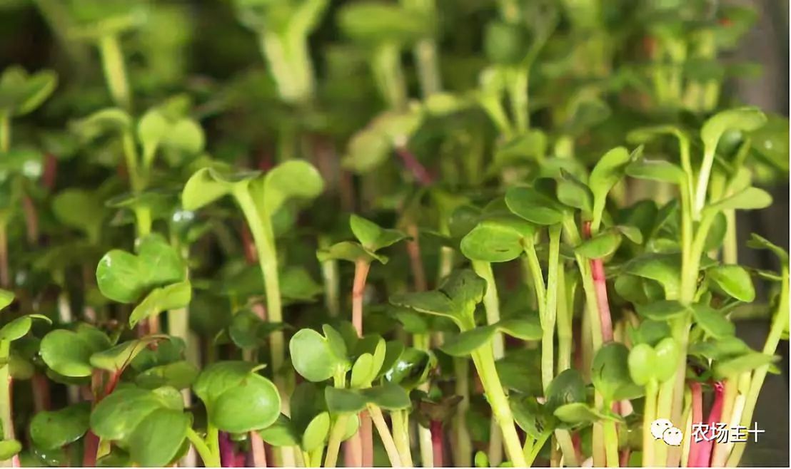 纸上种菜怎么赚钱,纸上种菜手把手教你