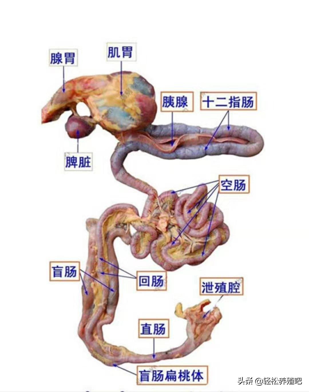 鸡吃食是怎么消化的,鸡吃粪便该喂什么