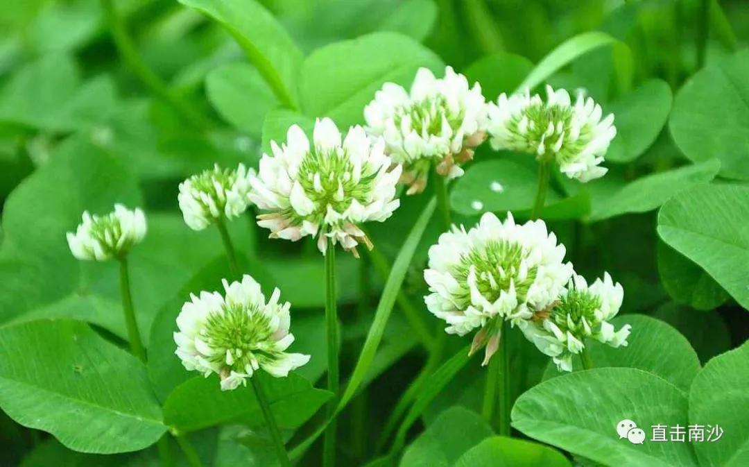 黄阁镇中心幼儿园,2020年黄阁中心幼儿园报名时间表