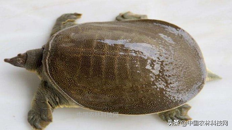 春节快到了买年货注意什么,过年海鲜干货类年货必备