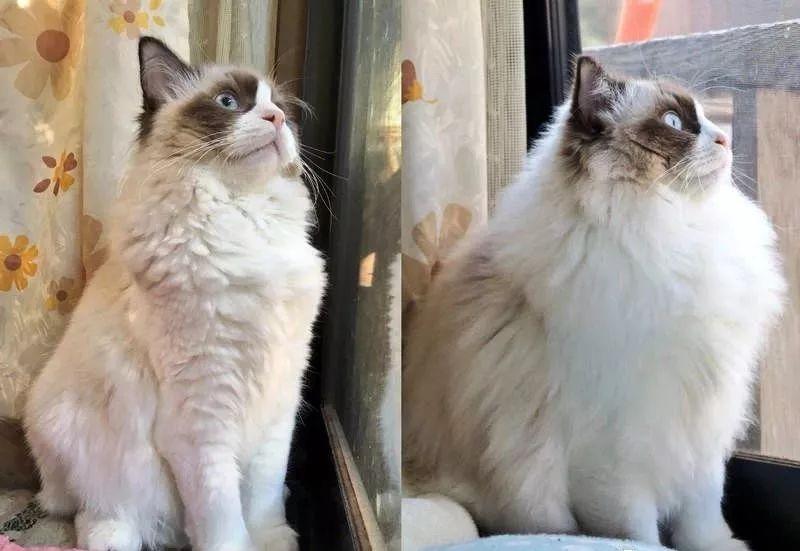 猫撸毛的工具,去猫毛神器推荐实测有效第一