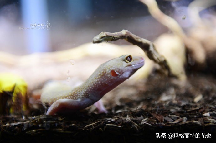 雨林缸可以养的蜥蜴,鱼缸改造封闭式雨林缸养蜥蜴