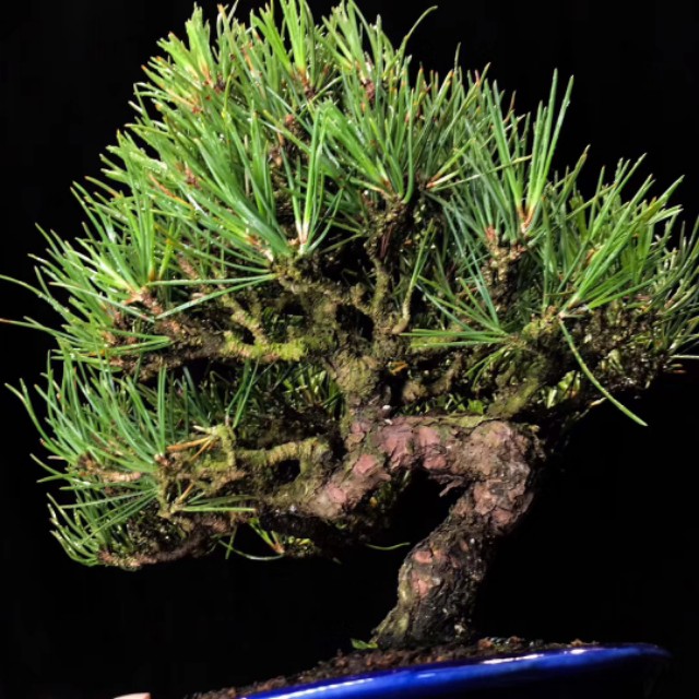 日本三河黑松盆景北方过冬,日本三河黑松小盆景