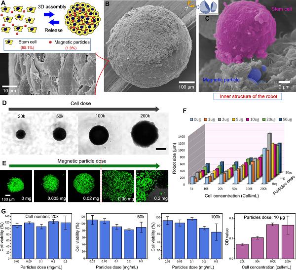 微型机器人和传统机器人结合实现体内狭小腔道的快速高精度递送