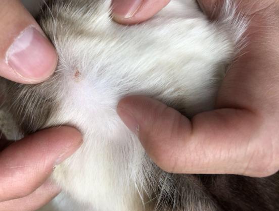 猫咪体外驱虫最好的药是什么,猫咪体外驱虫用什么药好