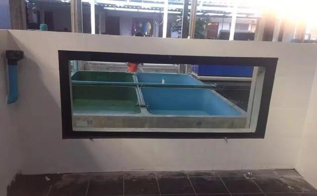 国外某熊孩子自告奋勇去擦缸把龙鱼吓脱臼了！