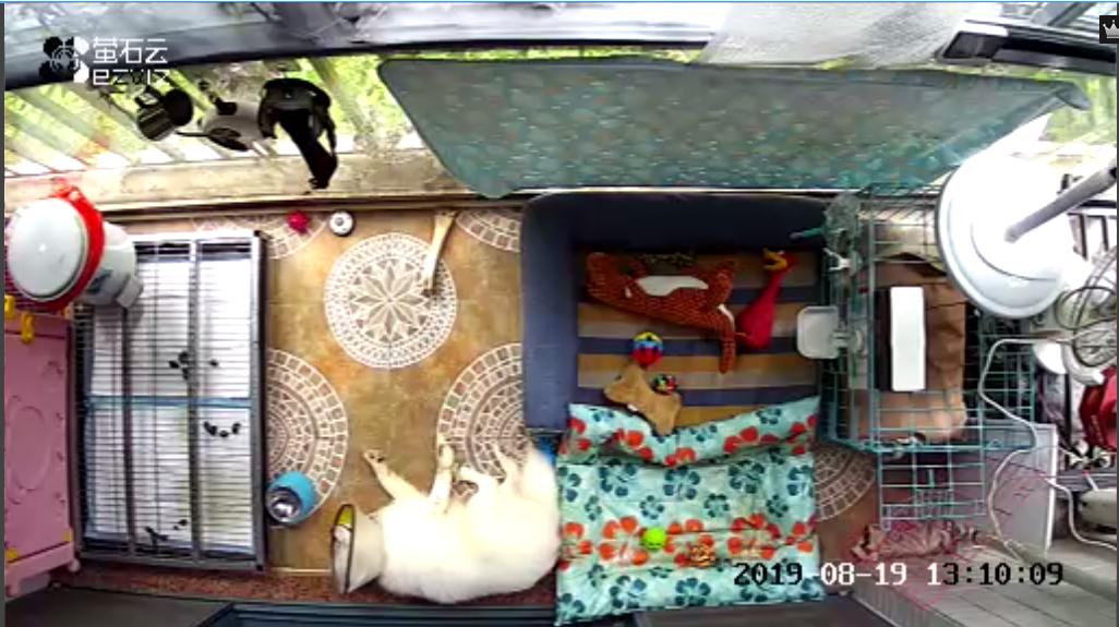 遛狗大爷传授养狗实用技巧,科学养狗狗攻略