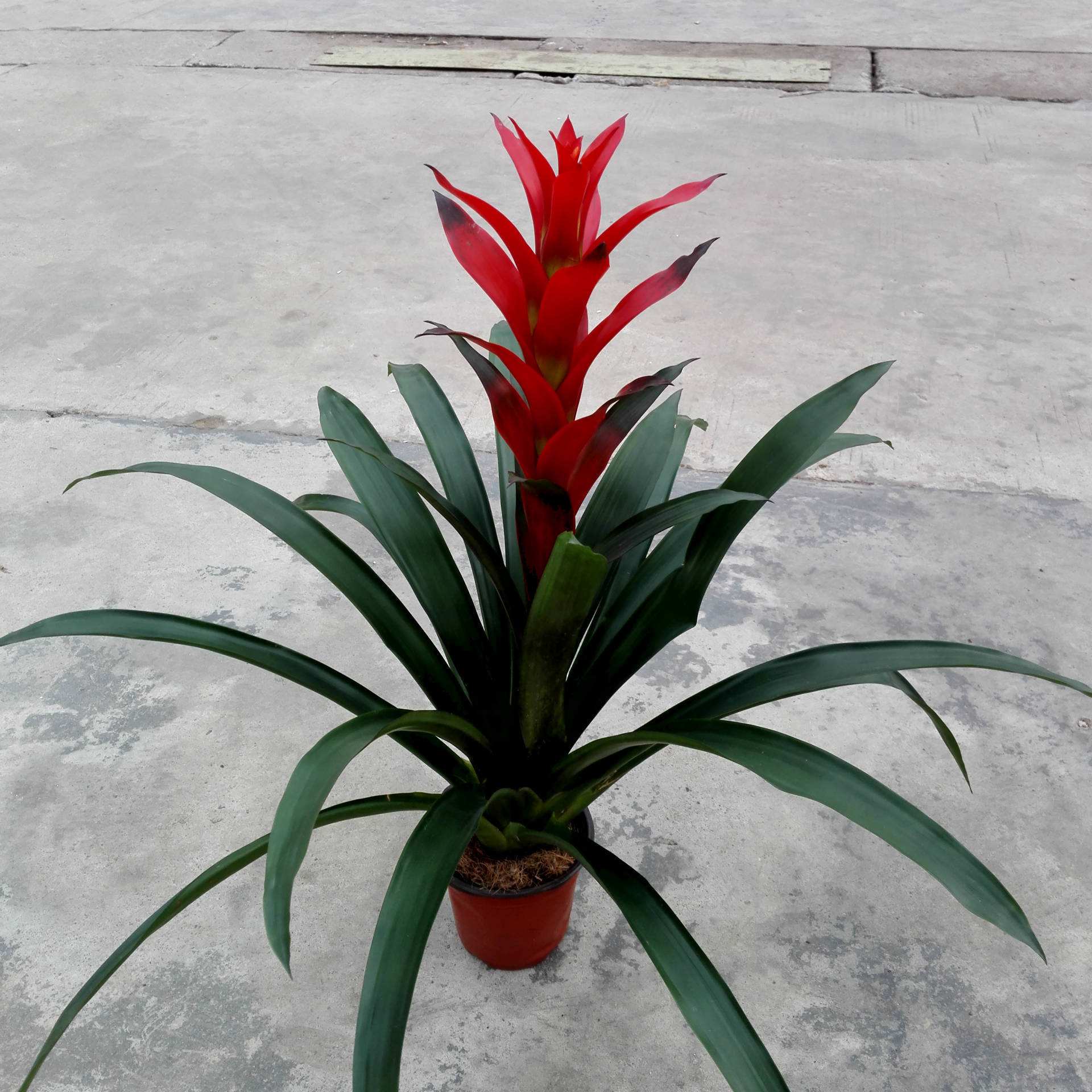 马蹄莲、茶花秋海棠、非洲紫罗兰、红星凤梨的养护方法