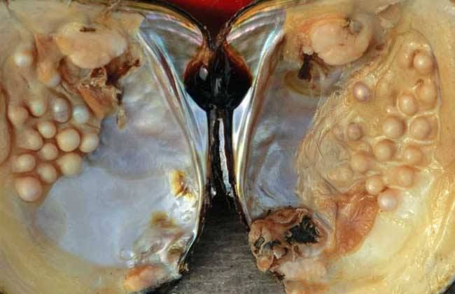 12毫米的淡水珍珠多少钱一颗,疯狂的黑珍珠