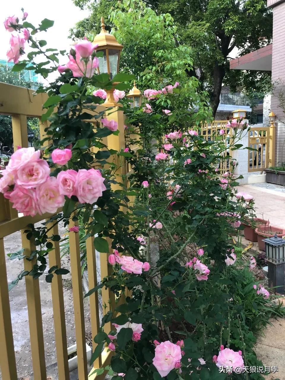 月季花是时候展现真正的技术了 (开春的第一波月季花就这么过去了)