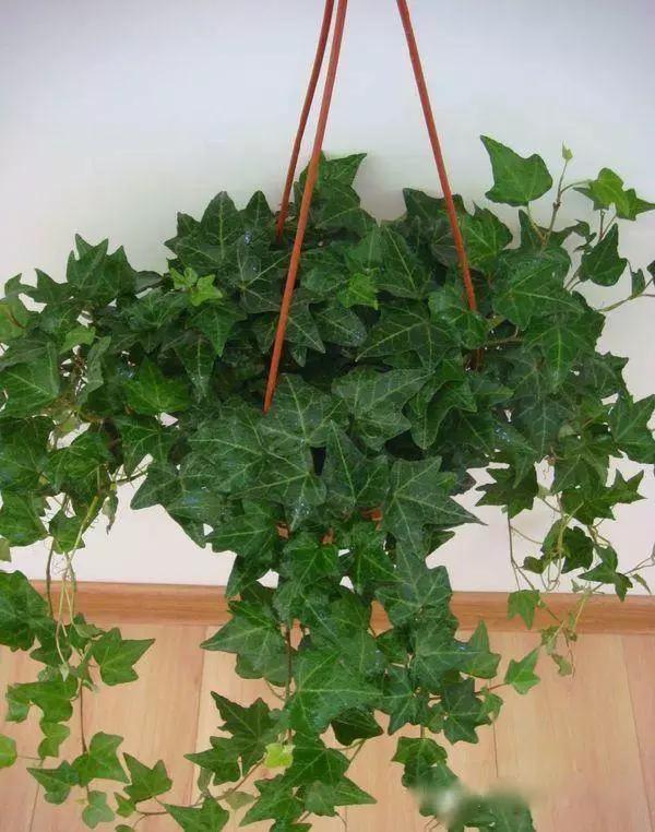 送给喜欢种花的人什么礼物,想养花却把花养死