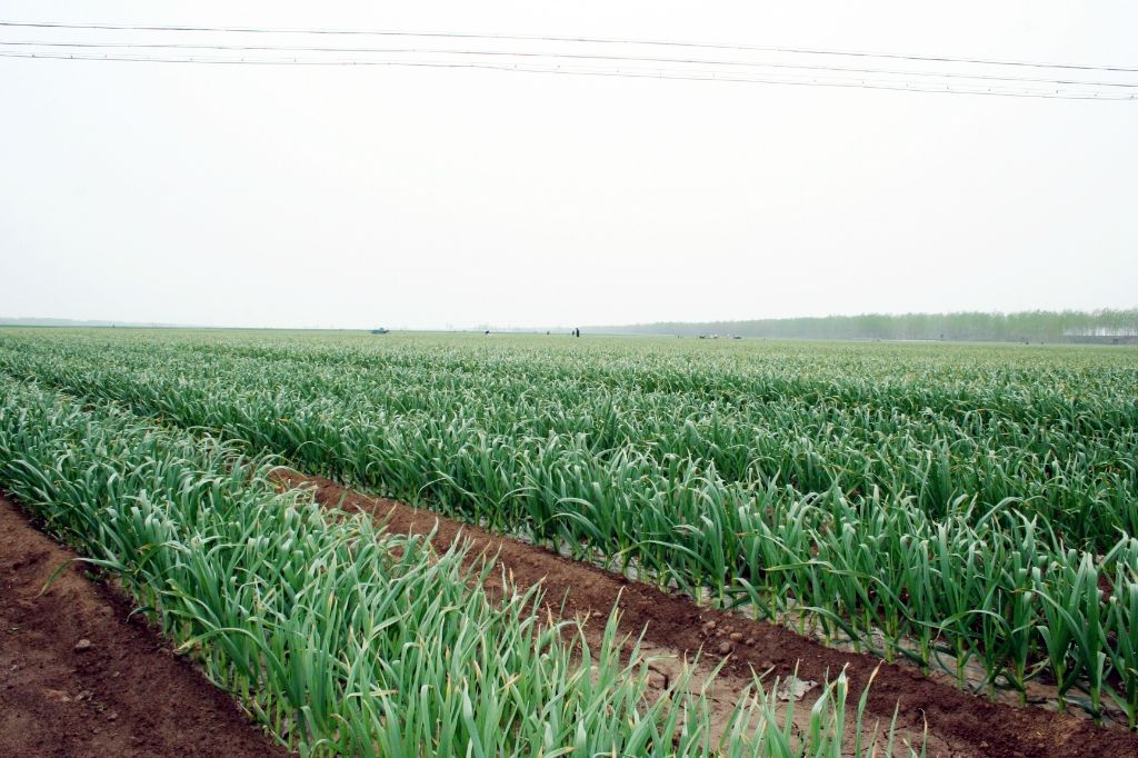 大蒜黄叶的解决方法,大蒜黄叶的原因和解决方法