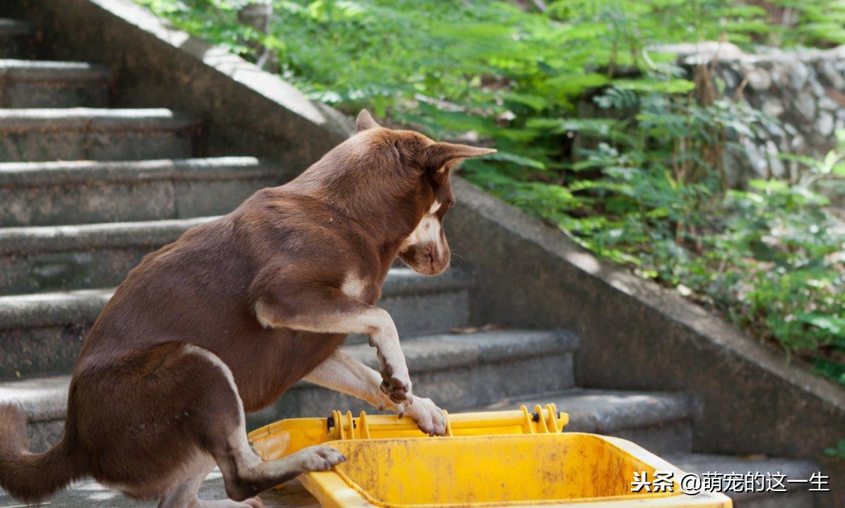 狗狗的几种叫声代表它讨厌你,狗狗的什么表现表示他很讨厌你