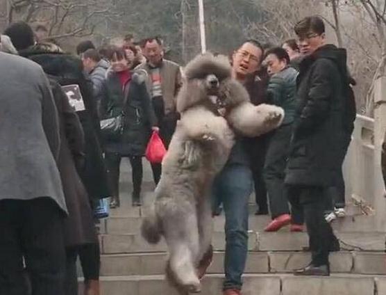 把狗溜累的视频,怎么把狗遛累