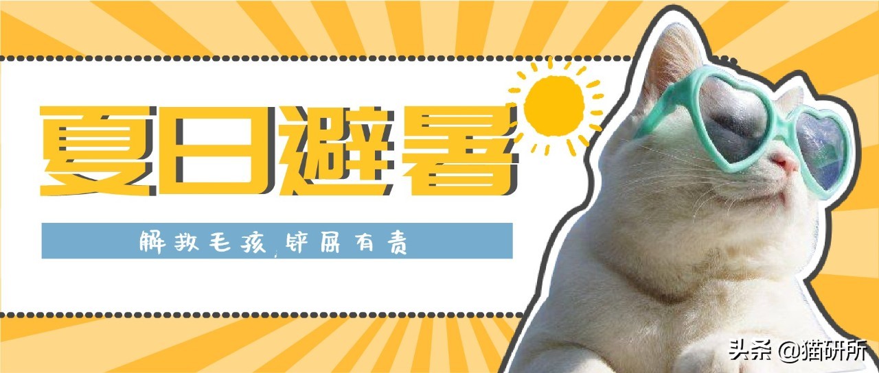 猫咪中暑急救,猫防中暑最好的方法