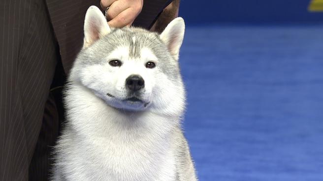 养哈士奇必须注意什么细节,养哈士奇必须要知道的