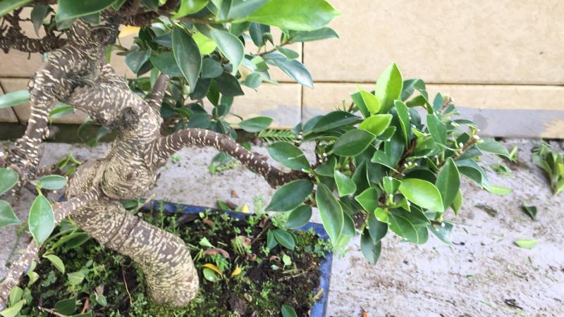 苹果盆景修剪技巧图解,新手也能学会的修剪盆景技巧