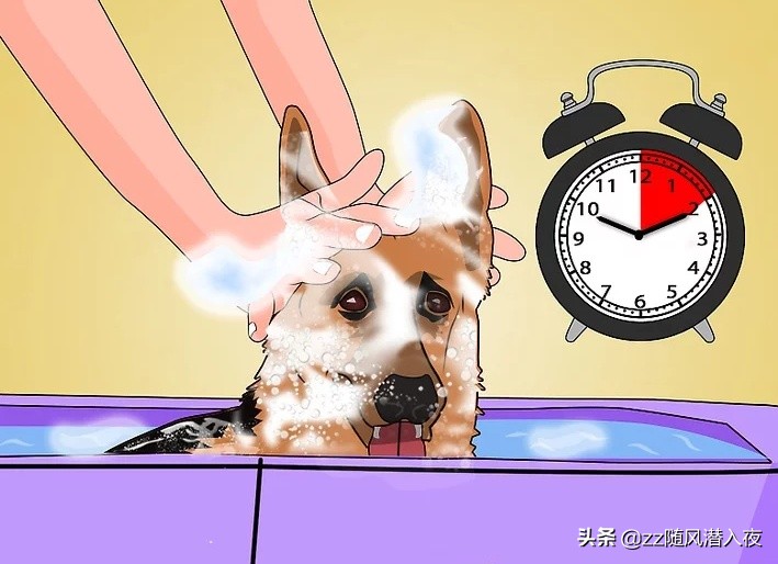 洗洁精能杀死鸡虱子吗,洗洁精可以除掉虱子吗