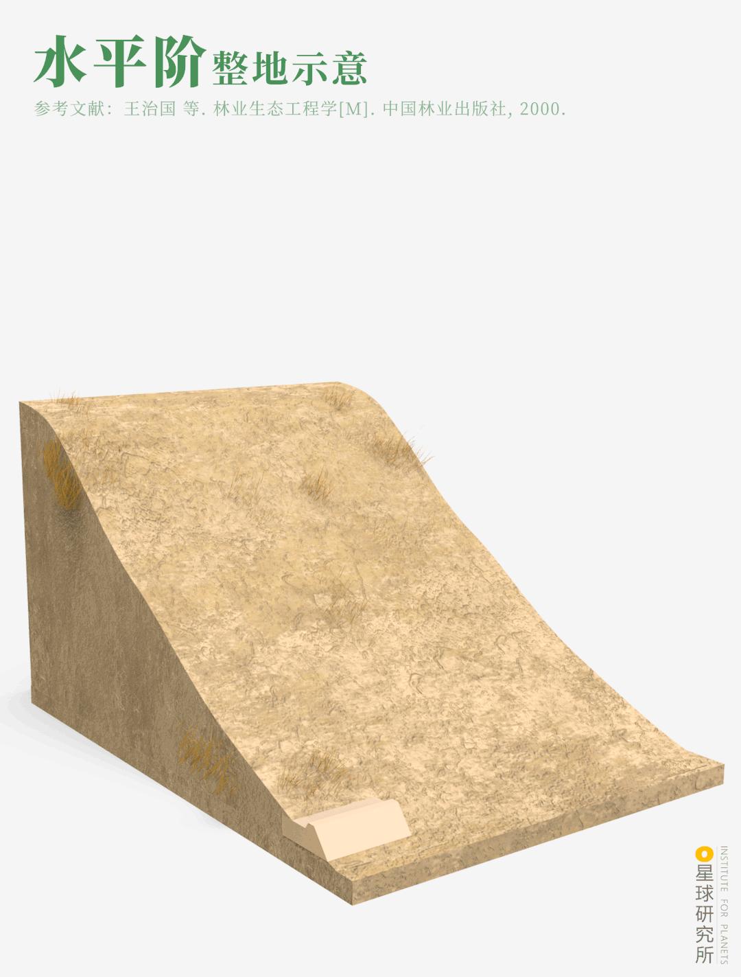 中国植树造林面积,中国植树造林成果国外有什么看法