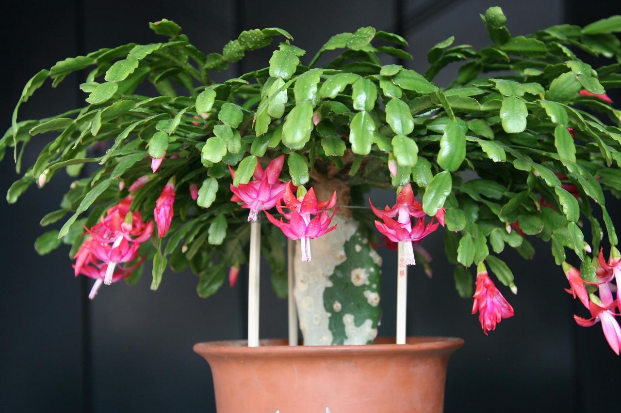 适合挂在阳台上的植物,哪些植物适合在阳台上