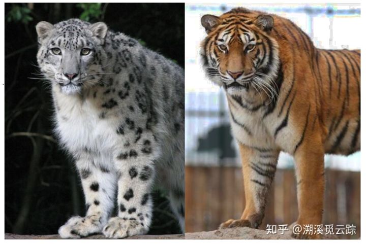 有哪些容易被认错的动物,容易被欺负的动物有哪些